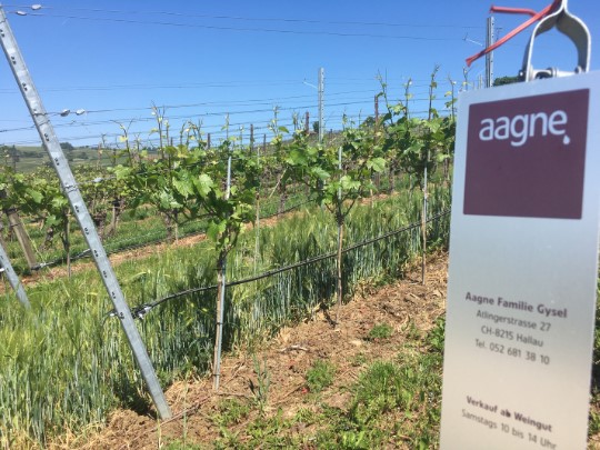Aagne Weingut, Hallau