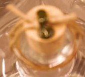 Absinthe / Wermut / Tequila
